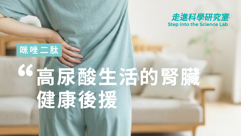 咪唑二肽在高尿酸環境下的腎部防禦機制